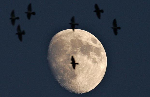 moon birds 1493019i